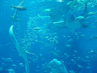 �W���x�C�U���H���V�[���i����j